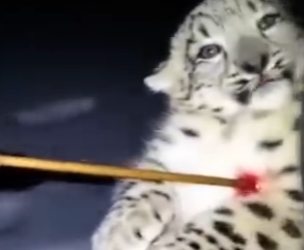 O0405006 Esa Leopardo De Las Nieves Me Pidió Ayuda (Parte 2)