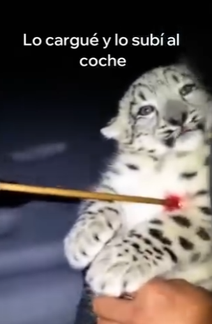 O0405006 Esa Leopardo De Las Nieves Me Pidió Ayuda (Parte 2)