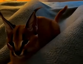 F2402003 A baby caracal ran to me for help ..then his mother come back (Part 2)