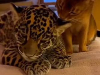 F2402012 I saved A baby Jaguar from A Bear attack in the forest (Part 2)