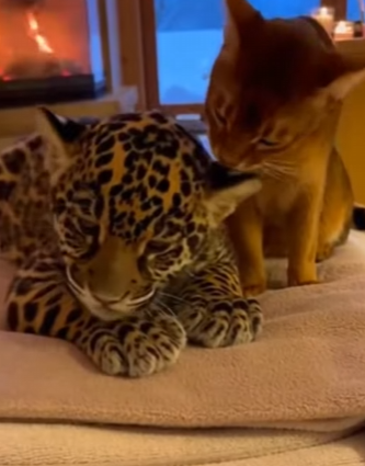 F2402012 I saved A baby Jaguar from A Bear attack in the forest (Part 2)