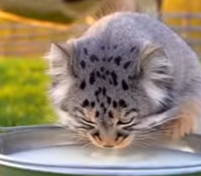 F2402010 my dog saved A wild Manul from a pack of wolves (Part 2)