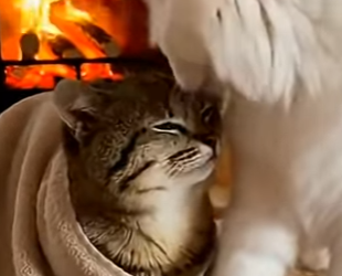 F2402007 A wild cat asked me for help (Part 2)