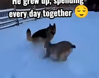 F2402005 I found a lynx kitten beside his mother (Part 2)