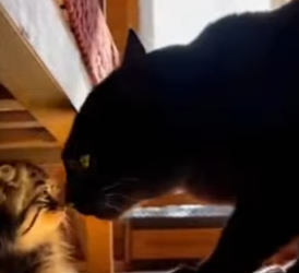 F2402008 I saved A baby pallas’s cat from a dear 😱 (Part 2)