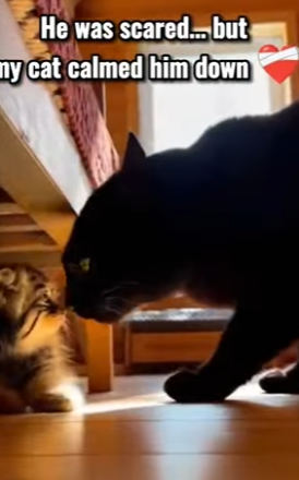 F2402008 I saved A baby pallas’s cat from a dear 😱 (Part 2)