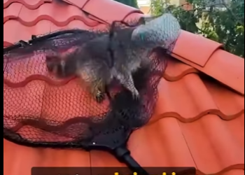 I2602009 He trying to help pull jar off his litt (Part 2)