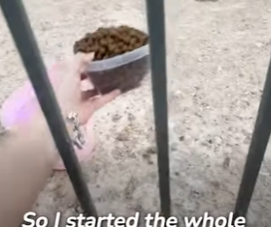 I2602004 Saving abandoned dog next door @stee (Part 2)