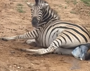 I2602003 Miracle of life (Part 2)