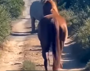 I2602001 Absolutely incredible (Part 2)