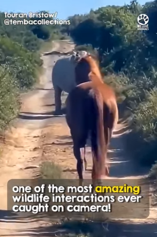 I2602001 Absolutely incredible (Part 2)