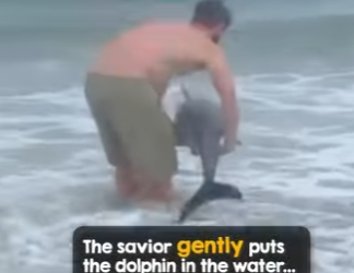 I2602002 Baby dolphin rescue (Part 2)