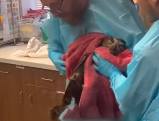 I2602008 Thank you an amazing rescue @eriecountyspca (Part 2)