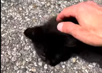 I2602010 Who do you belong to Kitten You (Part 2)