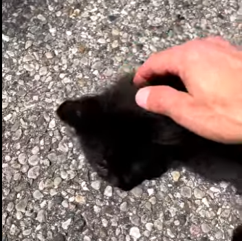 I2602010 Who do you belong to Kitten You (Part 2)