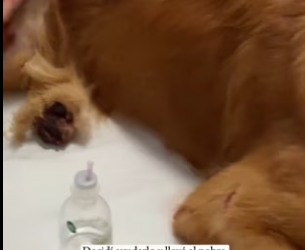 R2602001 A small dog was lying in the middle of the road; it had been in a car accident (Part 2)