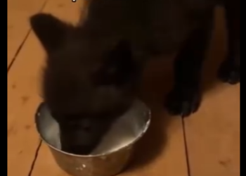 O0405005 Esta Manada De Lobos Salvó Un Cachorro (Parte 2)