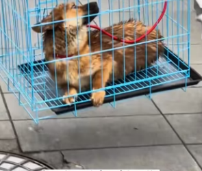 R2602002 A stray dog ​​was lying on the roadside after being hit by a car (Part 2)