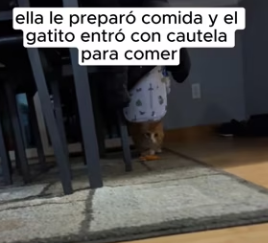 R2602004 I saw a group of dogs bullying a cat on the road (Part 2)