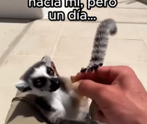 R2602012 Pidió ayuda (Parte 2)