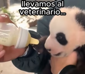 R2602006 Ella solo necesitaba amor ❤️(Part 2)