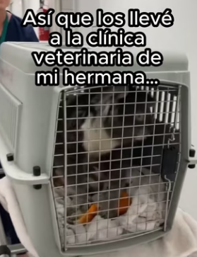 R2602009 Mi familia acaba de crecer ❤️(Part 2)