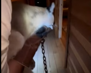 O0405011 Este Puma Entró Mi Casa Esto Pasó (Parte 2)