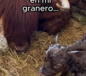 R2602005 Ahora tengo dos mejores amigos (Part 2)