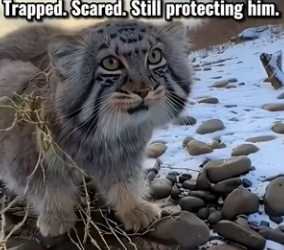 F2602003 wild Manul led me into forest….to save his Mom (Part 2)