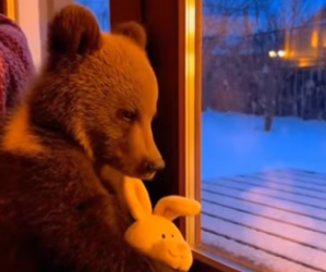 F2602002 baby dear was left at my door in snowstorms (Part 2)