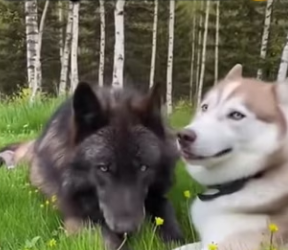 F2602004 wald wolf come to my Backyard …then happened (Part 2)