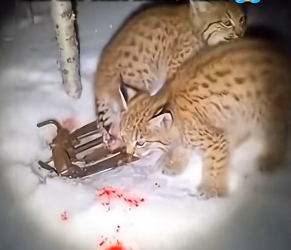 F2602009 wait heart warming moment at end (Part 2)