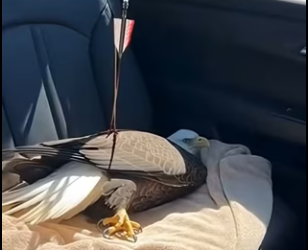 F2602001 wild bald Eagale came to my door help (Part 2)