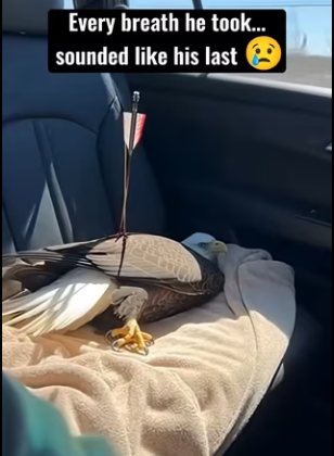 F2602001 wild bald Eagale came to my door help (Part 2)