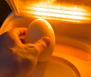 F2602008 bald eagle lost her nest what did next saved her family (Part 2)