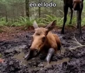 O0405008 Este Alce Me Pidió Ayuda Esto Pasó (Parte 2)