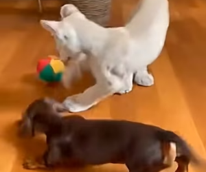 F2602011 baby albino cougar came to my door you want believe (Part 2)