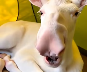 F2602010 found baby Moose Hiding in my tent (Part 2)