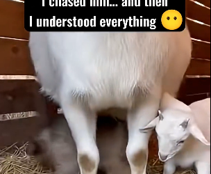 F2602007 This rescue didn’t go exactly as planned, but we never gave up (Part 2)