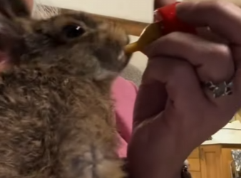 A2602003 El perro trajo un conejo casa para la mujer, luego sucedió esto….. (Parte 2)