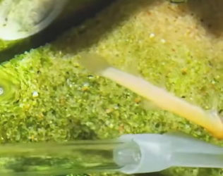 A2602004 woman saw loach tail was caught in filter (Parte 2)