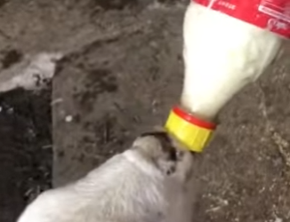 A2602001 Una familia rescató una oveja atrapada en una grieta del suelo. Ine… (Parte 2)