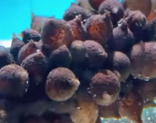 A2602010 Do you know what can hatch grape like egg (Parte 2)