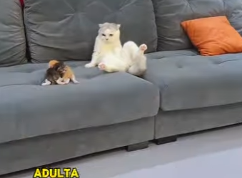 A2602007 stray cat left two kittens man (Parte 2)