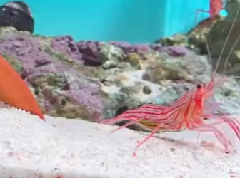 A2602006 Luckily, eel didn eat mint shrimp (Parte 2)