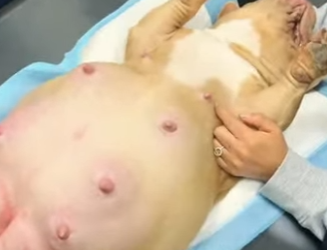 A2602012 Can you believe it dog gave birth to puppies! (Parte 2)