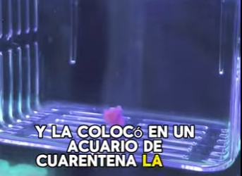 A2602009 girl found sea anemone in supermarket (Parte 2)