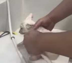 A2602002 Rescata al zorro (Parte 2)