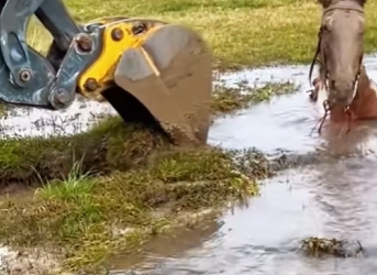 unfortunate horse fell into mud pit while drinking water at the… (Part 2)