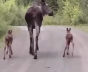 If it wasn filmed, no one would believe it (Part 2)